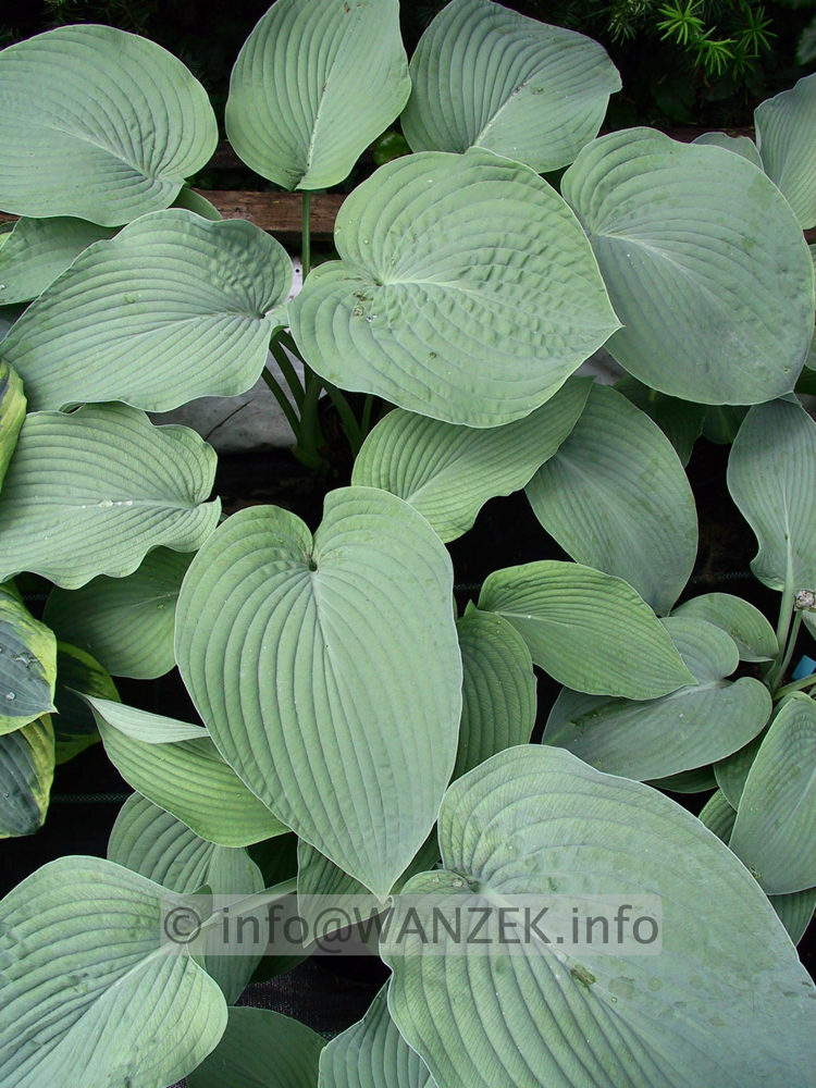 Hosta Hybride Mollies Blaue 09.jpg